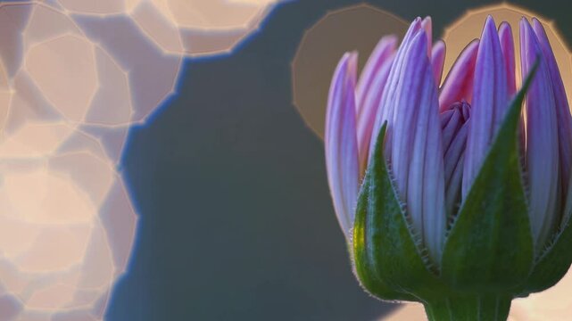 Close-up of a budding flower with a soft focus and bokeh effect, captured from a side angle, resembling a dreamy video style. Live desktop wallpaper.