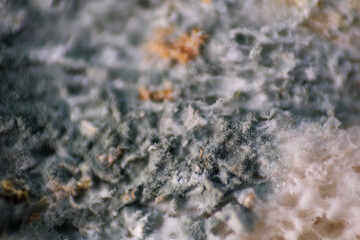 Growth of fungus or micro-organism on bread surface