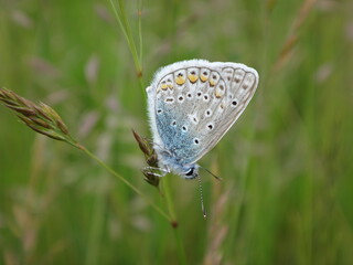 The common blue butterfly (Polyommatus icarus), male sitting on an ear of grass