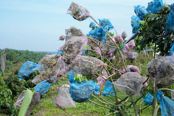 Protected fruit clusters on trees in a lush tropical orchard setting