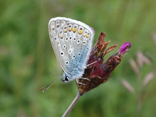 The common blue butterfly (Polyommatus icarus), male sitting on a wilted flower