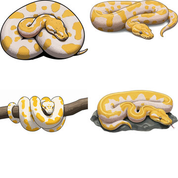 ball python