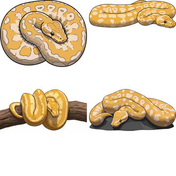 ball python