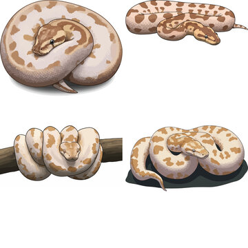 ball python