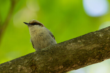 Brown headed nuthatch on branch
