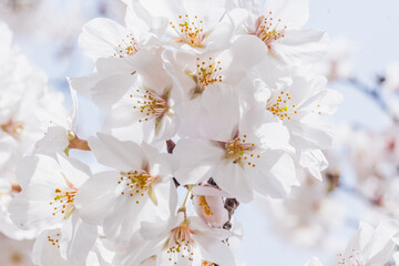 桜