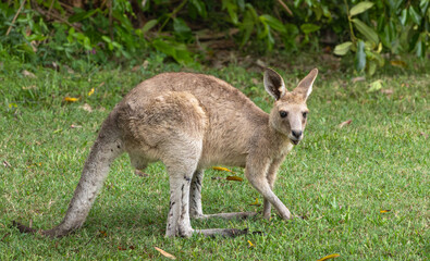 A young Eastern Grey Kangaroo with grass background