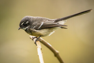 A Grey Fantail perched on a branch