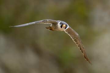 Peregrine Falcon (Falco peregrinus anatum)