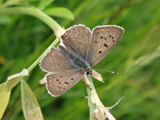 The sooty copper butterfly (Lycaena tityrus), male resting on a dry plant stem