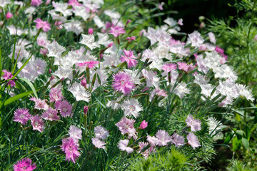 pink and white carnations in the garden

