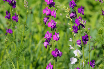 flowers of the larkspur (delphinium)