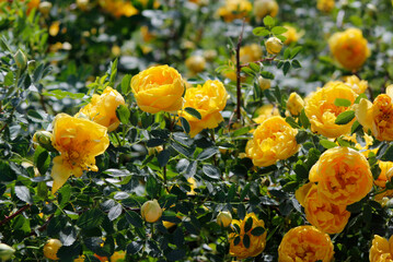 flowering bush of yellow roses

