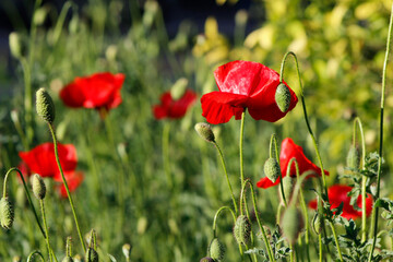 red poppies on a green background

