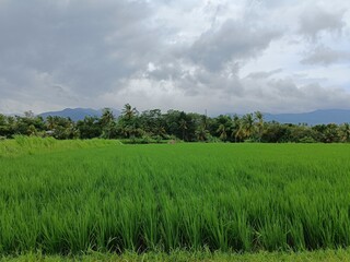 Fototapeta premium Lush green rice paddies under a cloudy sky with palm trees and distant hills in the background
