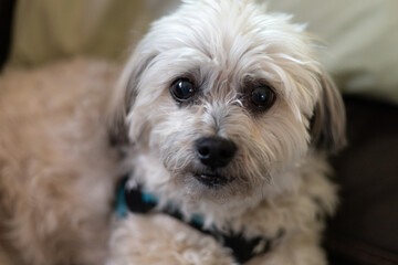 Puppy with sweet eyes