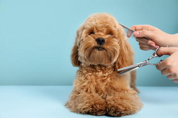 Groomer cutting cute dog's hair on light blue background, closeup. Space for text