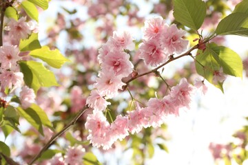 Beautiful blossoming sakura tree with pink flowers against sky, closeup