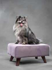 A fluffy dog sits on a small purple stool, looking relaxed and content.