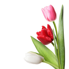 Beautiful colorful tulips isolated on white. Spring flowers