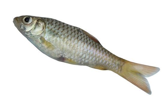 side view Barbodes binotatus commonly known as the spotted barb or common barb isolated on transparent background