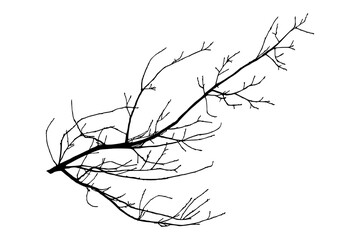 Illustration, silhouette of oak branch on transparent background