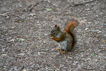 squirrel