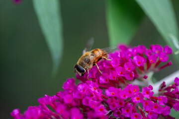 A honeybee pollinating a butterfly bush.