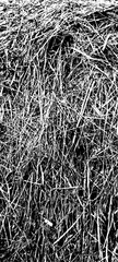 Dry grass, background, texture №8