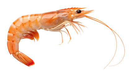 Shrimp. PNG.