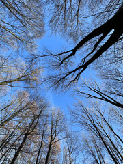 Trees against a blue sky at Ohligser Heide natural reserve during a winter season in Solingen,...