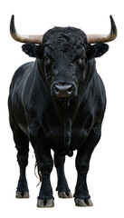 Black Bull with Horns Standing in Studio