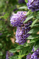 purple wisteria flowers with green leaves