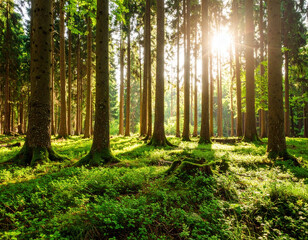 Serene forest scene where sunlight filters through tall trees, creating tranquil atmosphere filled with lush greenery and soft shadows. vibrant foliage enhances peaceful ambiance