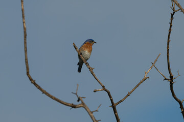 Eastern bluebird perched in a bare tree.