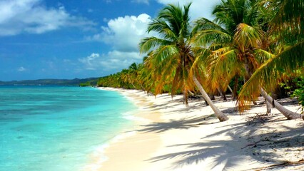 Obraz premium Tropical Paradise Beach with Palm Trees and Turquoise Water under Sunny Blue Sky