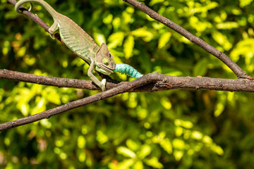 The Veiled Chameleon (Chamaeleo calyptratus) grabbed a blue caterpillar (Manduca sexta)
