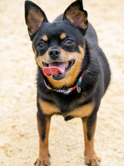 ドッグランで遊ぶ犬