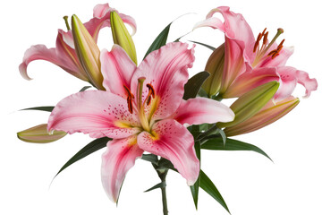 Fototapeta premium pink lily flowers bouquet on transparent background