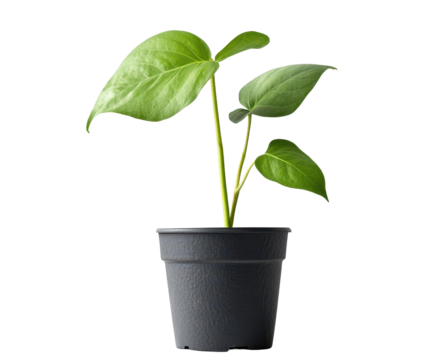 A young, vibrant green plant with heart-shaped leaves sprouts from a small, dark gray pot against a black background