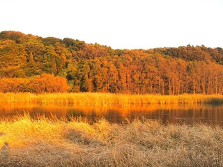 池と黄葉の森のある晩秋の「21世紀の森と広場」風景