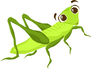 Insect Illustration