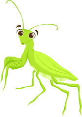 Insect Illustration