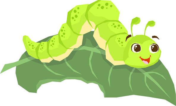 Insect Illustration
