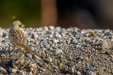 地面を歩くアオジ