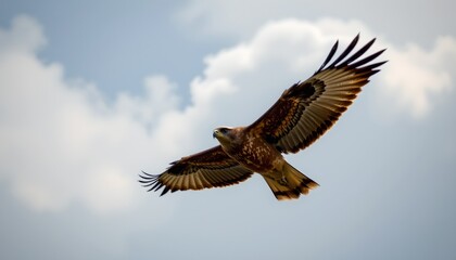 Obraz premium in the sky, an eagle takes flight. its wings spread wide as it soars above the clouds