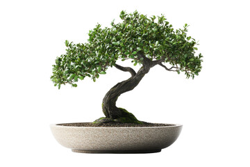 Lush green bonsai tree with a gnarled trunk, planted in a shallow, speckled beige pot, isolated on a black background
