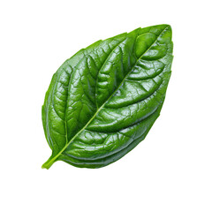 Vibrant Basil Leaf: An isolated basil leaf, exuding freshness and vitality, is a vibrant symbol of culinary delight and the natural world.