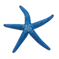 blue starfish isolated on white background.