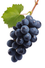 Fototapeta premium ripe blue grapes with leaf on white background.
